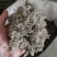 绵菌陈..中药材批发.质量保证规格齐全.