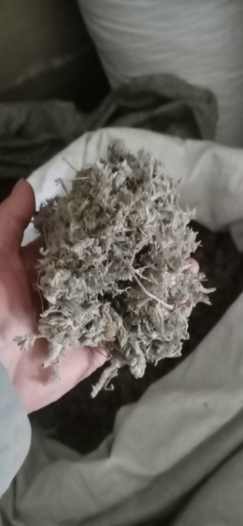绵菌陈..中药材批发.质量保证规格齐全.