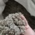 绵菌陈..中药材批发.质量保证规格齐全.