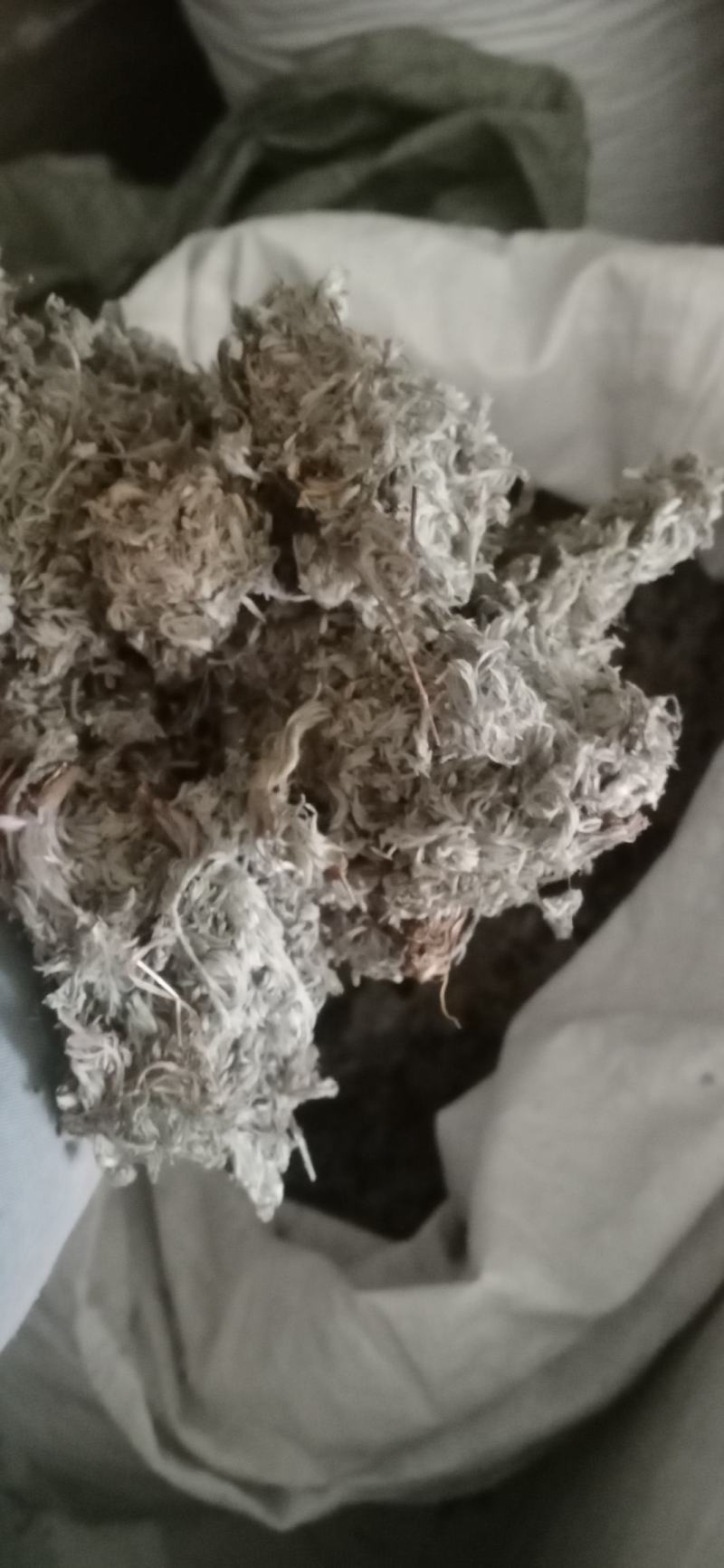 绵菌陈..中药材批发.质量保证规格齐全.