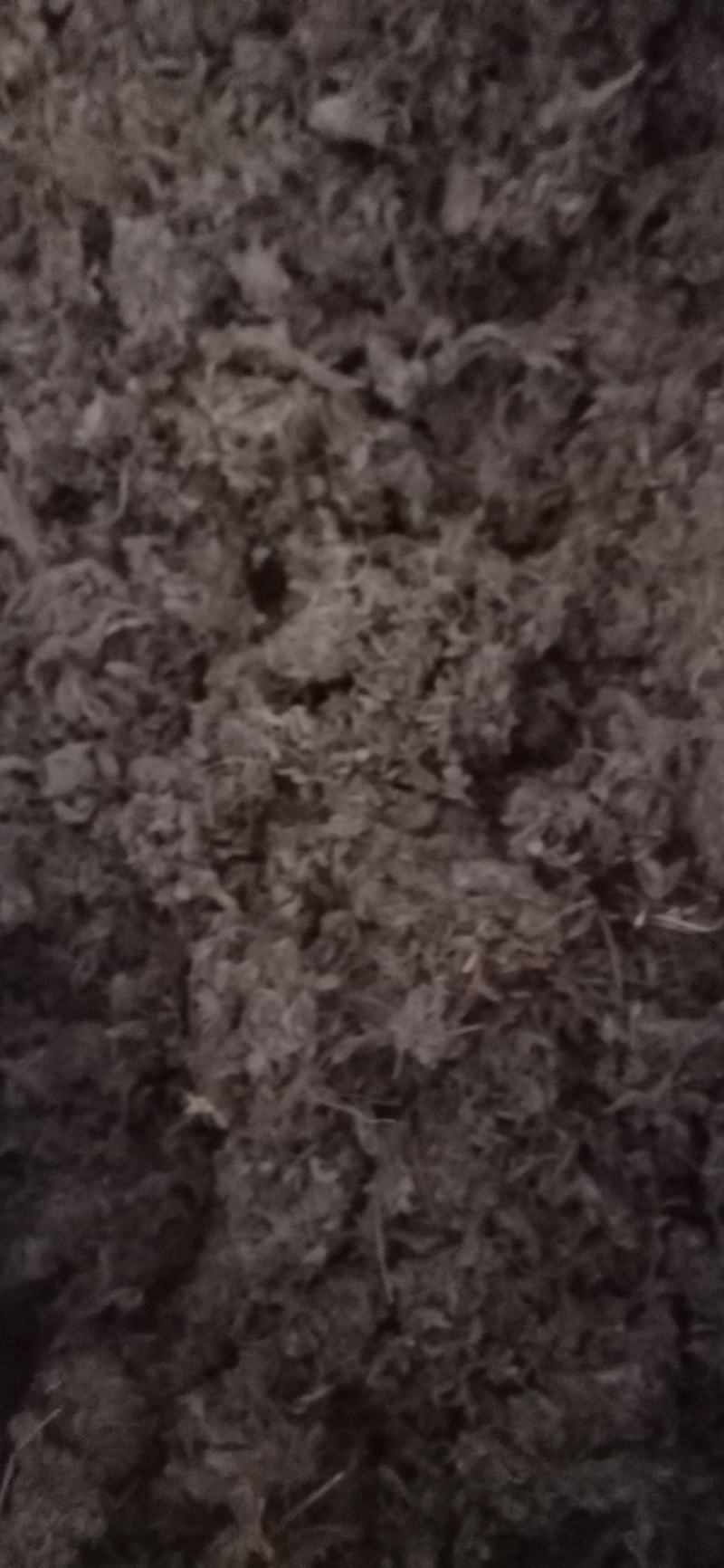 绵菌陈..中药材批发.质量保证规格齐全.
