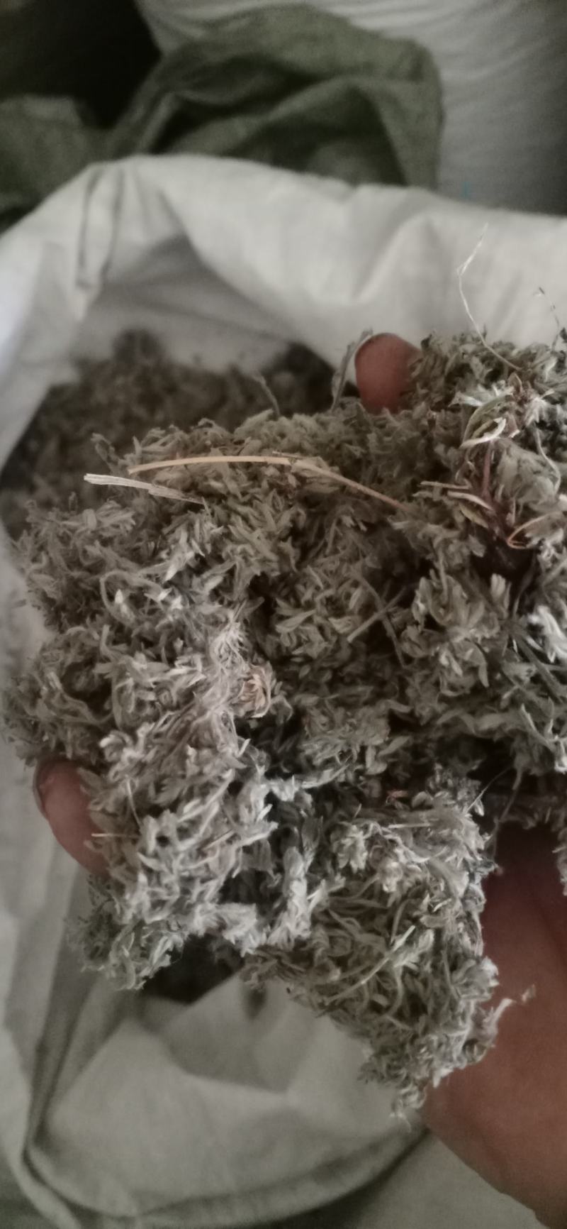 绵菌陈..中药材批发.质量保证规格齐全.
