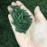 今年新茶明前六安瓜片茶片250g包邮