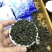 台湾阿里山冻顶乌龙茶250g包邮今年新茶