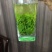 小叶苦丁茶绿水青山茶新茶500g包邮
