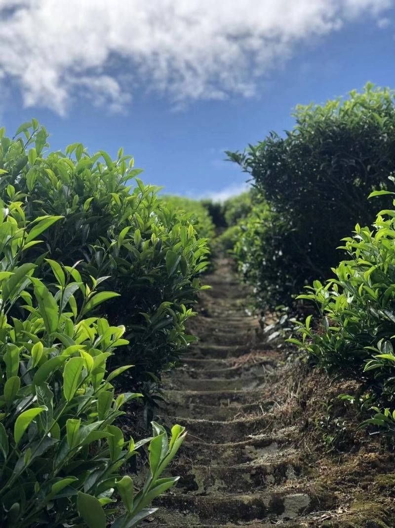 小叶苦丁茶绿水青山茶新茶500g包邮
