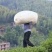 小叶苦丁茶绿水青山茶新茶500g包邮