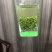 今年碧螺春新茶春茶500g包邮