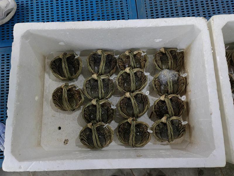 江苏泰州兴化安丰精品螃蟹批发，长期稳定货源对接各级市场