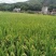 广东龙川县300亩水稻种殖，谷子一年二季有售。
