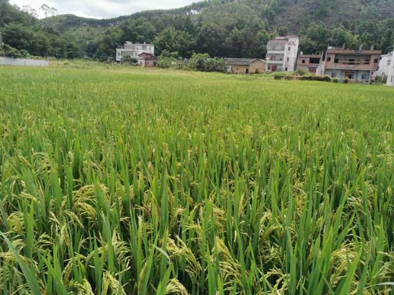 广东龙川县300亩水稻种殖，谷子一年二季有售。