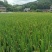 广东龙川县300亩水稻种殖，谷子一年二季有售。