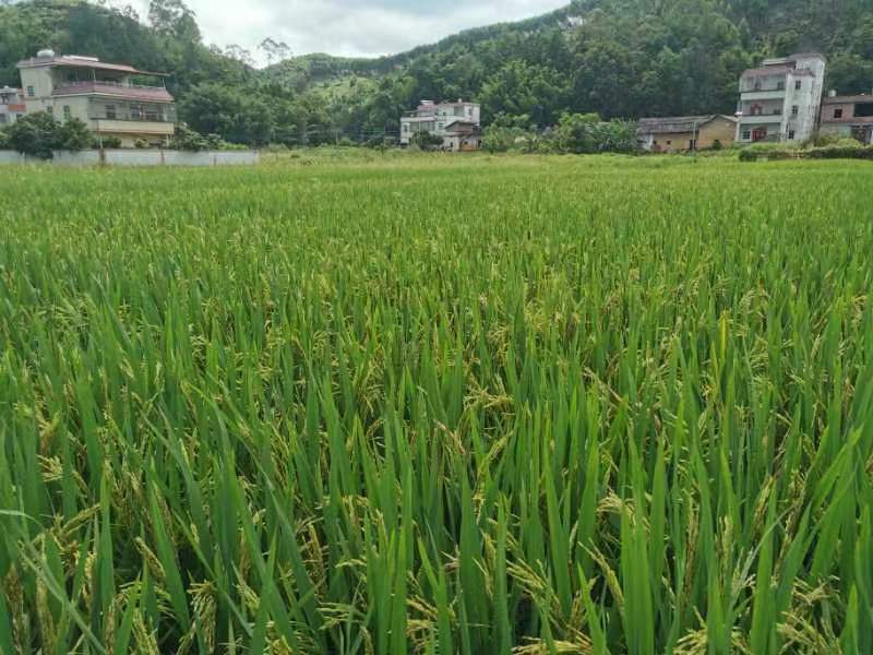 广东龙川县300亩水稻种殖，谷子一年二季有售。