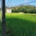广东龙川县300亩水稻种殖，谷子一年二季有售。