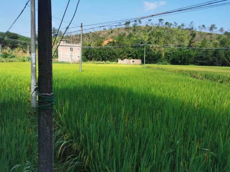 广东龙川县300亩水稻种殖，谷子一年二季有售。