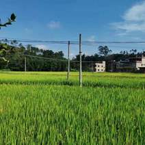 广东龙川县300亩水稻种殖，谷子一年二季有售。