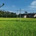 广东龙川县300亩水稻种殖，谷子一年二季有售。