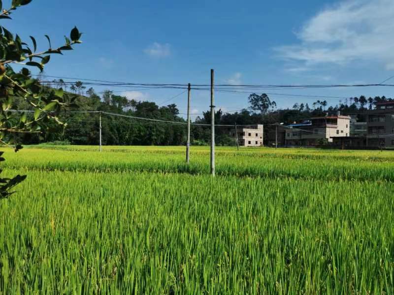 广东龙川县300亩水稻种殖，谷子一年二季有售。