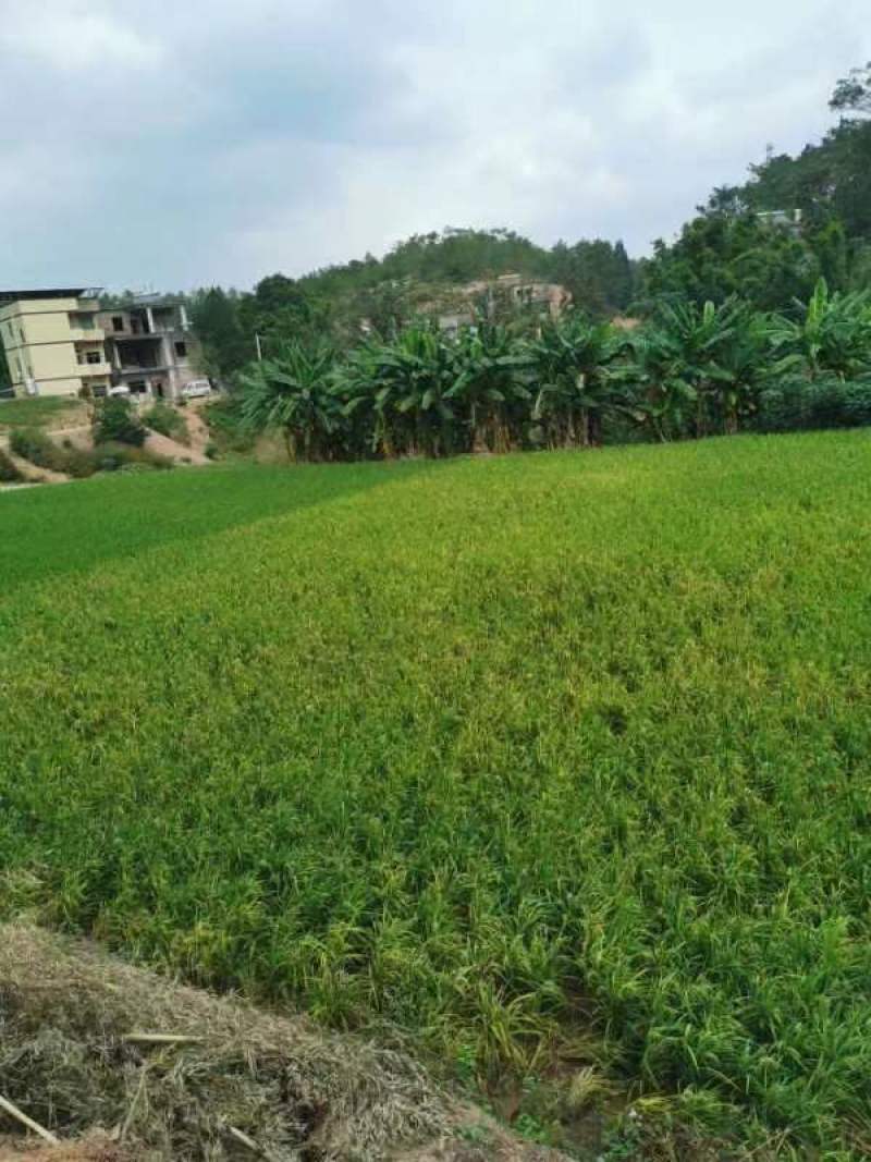 广东龙川县300亩水稻种殖，谷子一年二季有售。