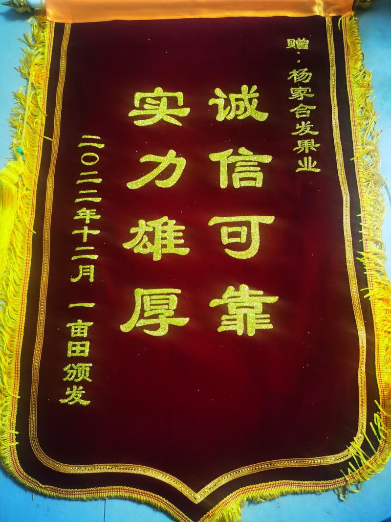 沃柑广西产地批发，果面光滑，个头大，可一车一车采购。