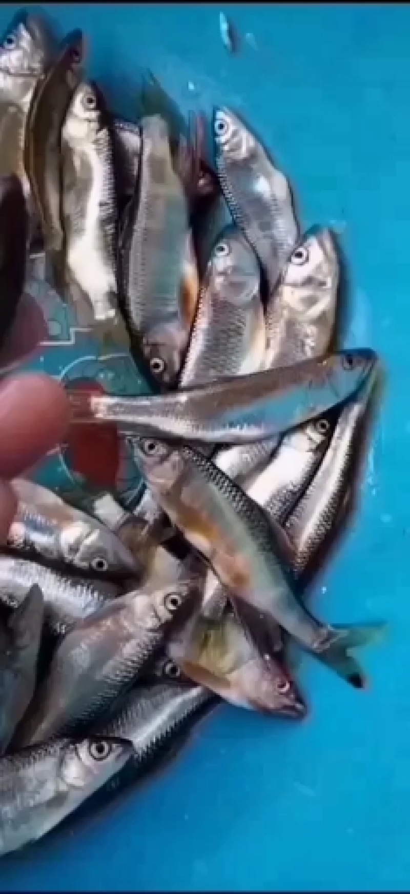 白鱼马口大嘴嘴马口桃花鱼鲫鱼鲤鱼