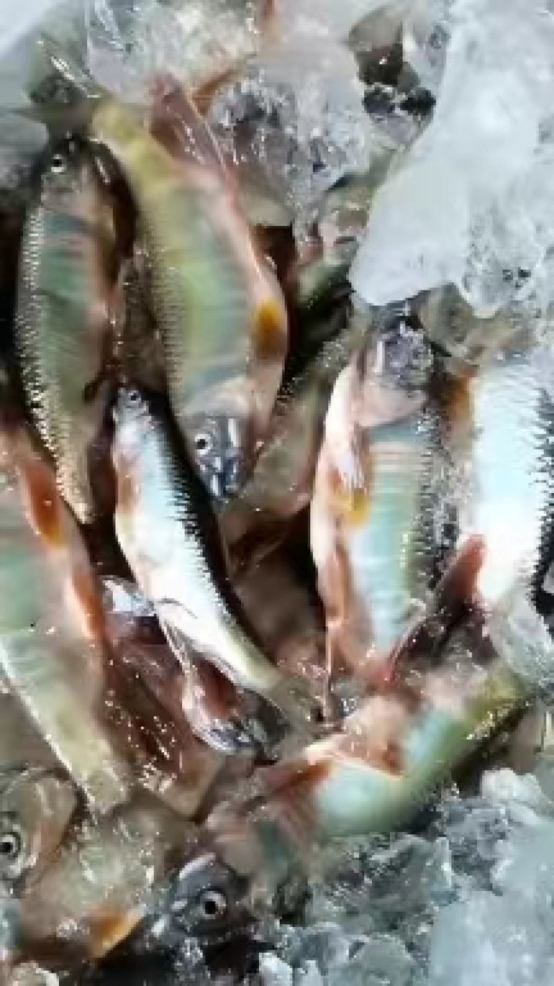 白鱼马口大嘴嘴马口桃花鱼鲫鱼鲤鱼