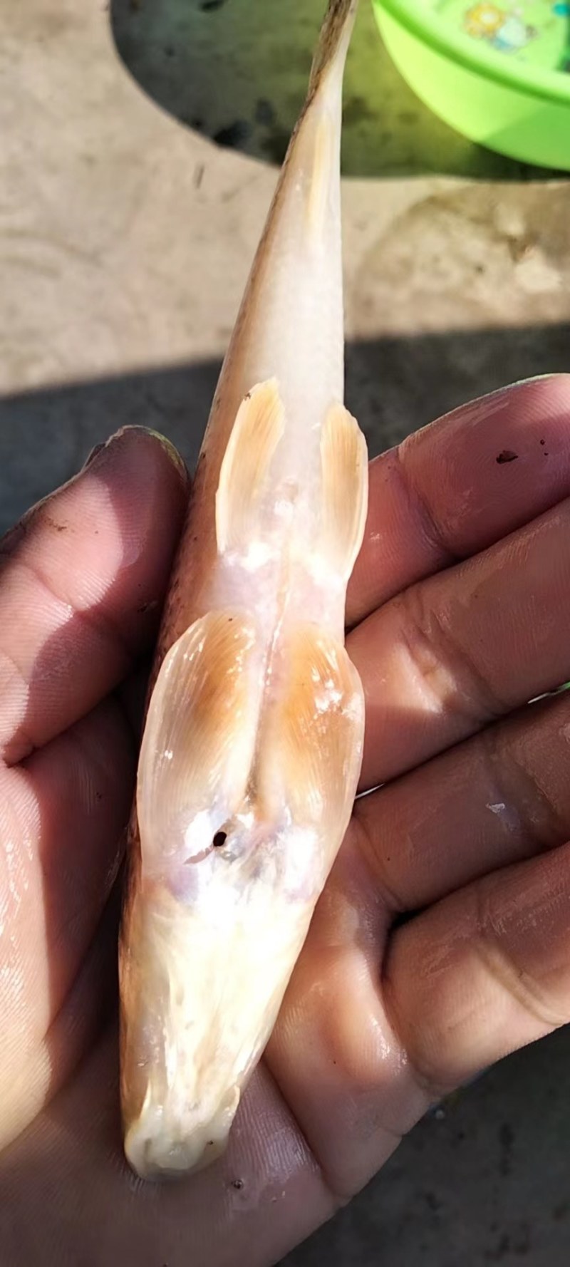 白鱼马口大嘴嘴马口桃花鱼鲫鱼鲤鱼
