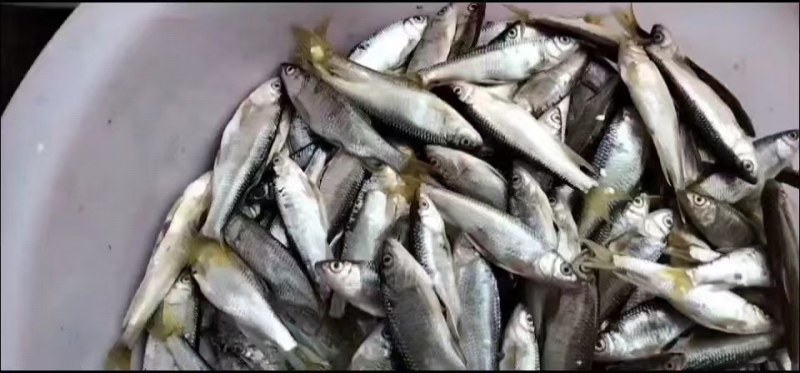 白鱼马口大嘴嘴马口桃花鱼鲫鱼鲤鱼