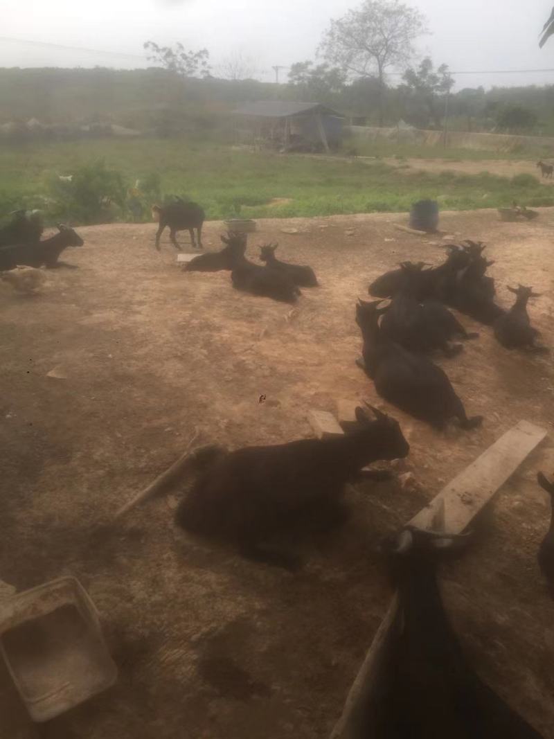 绿色饲养黑山羊