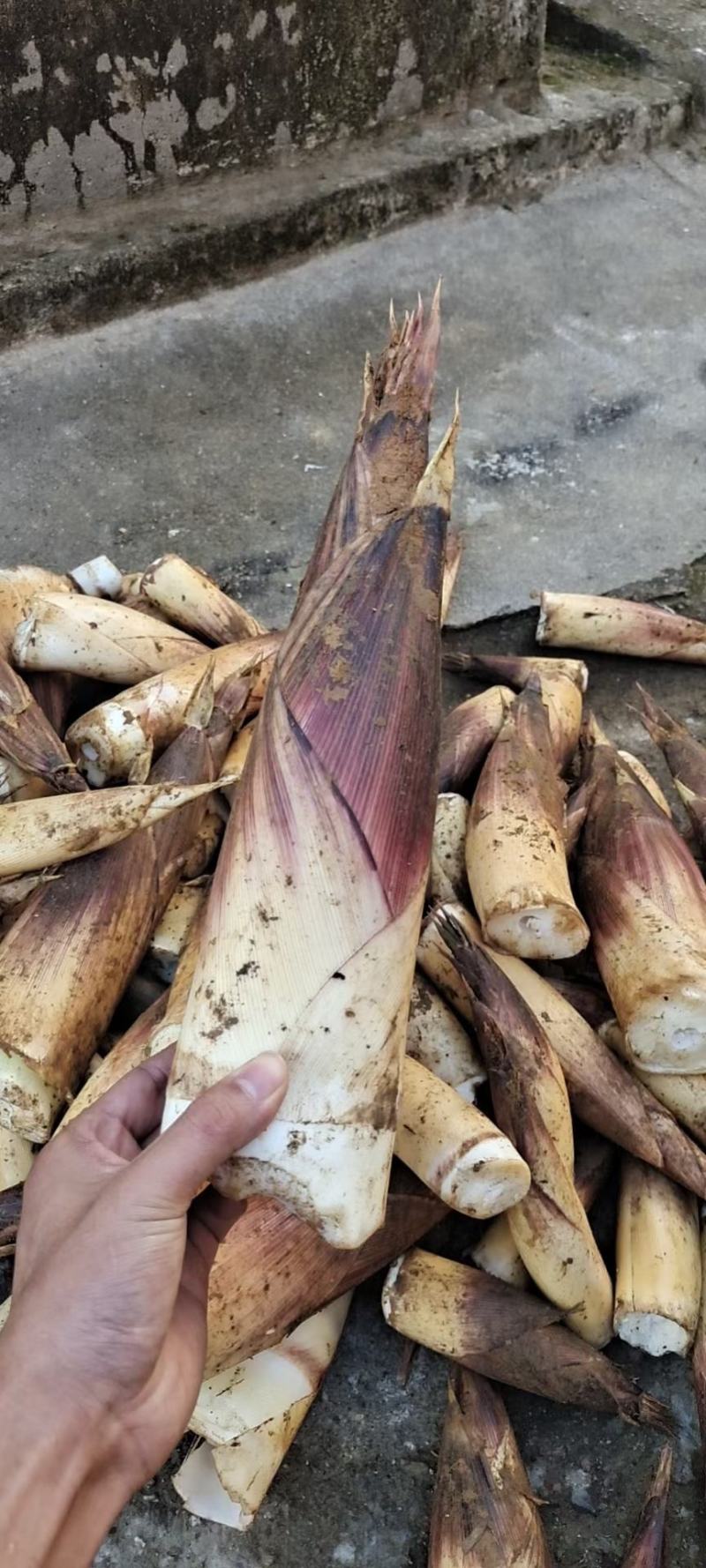 大瑶山精品甜笋大量上市