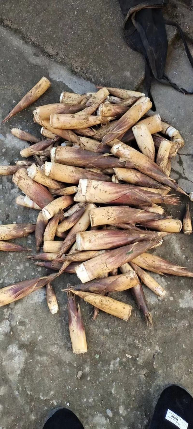 大瑶山精品甜笋大量上市