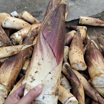 大瑶山精品甜笋大量上市