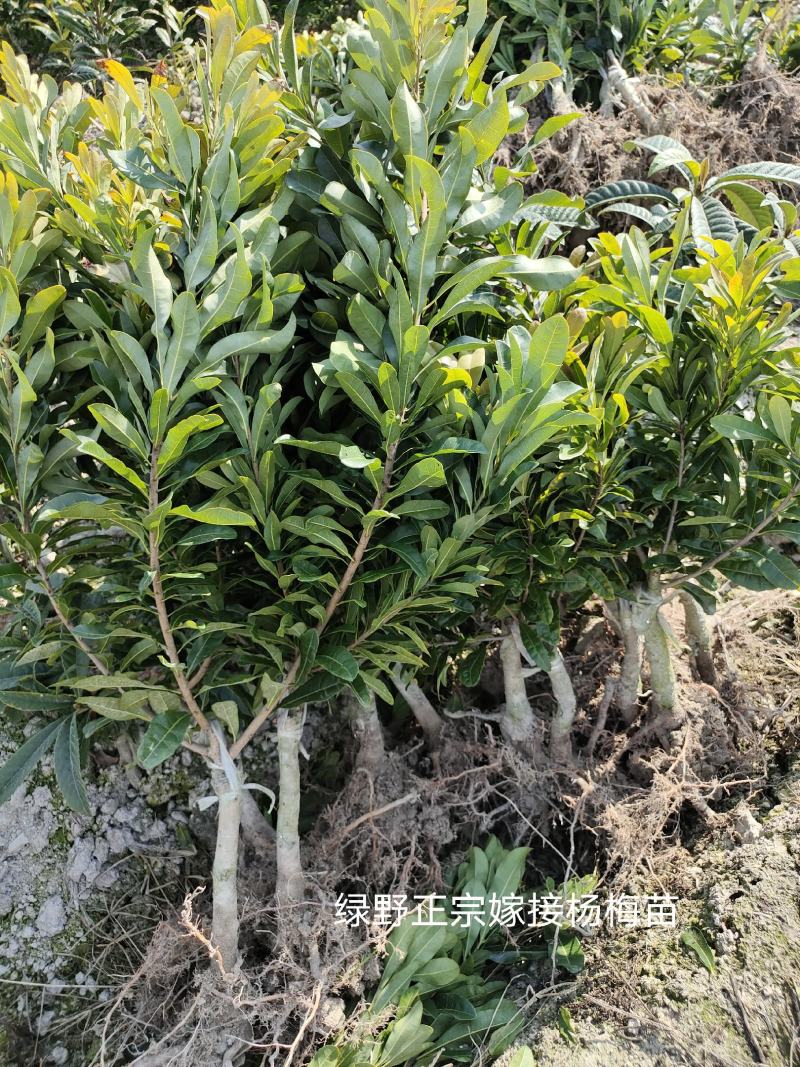 嫁接杨梅苗黑炭苗乌梅苗台梅苗东魁苗基地直销批发