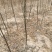 【优选】国槐苗，国槐树苗批发商，国槐树基地