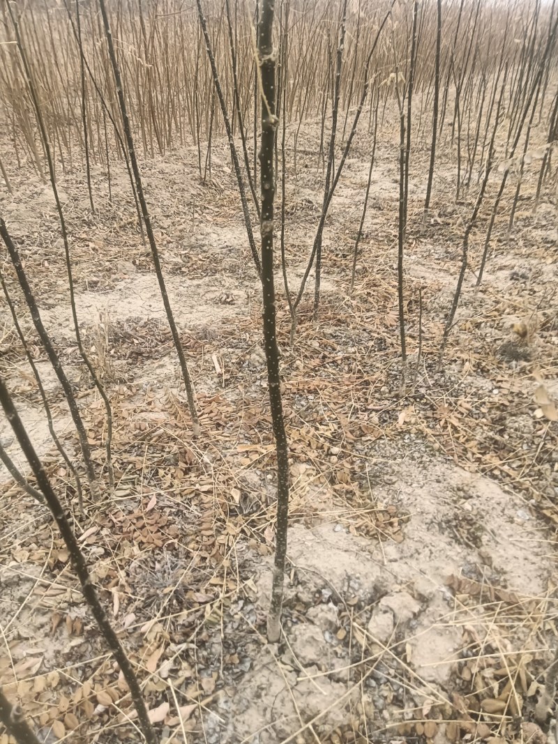 【优选】国槐苗，国槐树苗批发商，国槐树基地