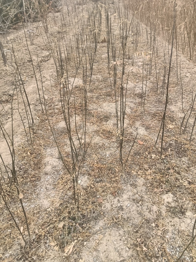 【优选】国槐苗，国槐树苗批发商，国槐树基地