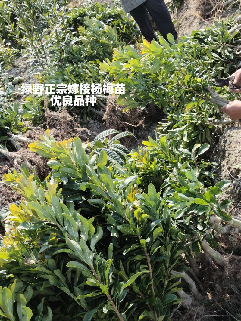 杨梅苗杯苗地苗高产优质嫁接苗品种正宗基地直销