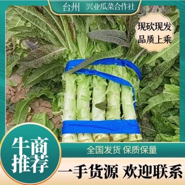 红叶莴苣，现砍现发，物优价廉