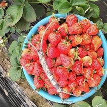青浦草莓，有需要的，量大从优