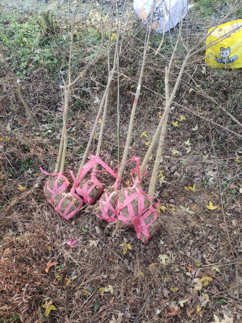 地径两公分以上三角枫