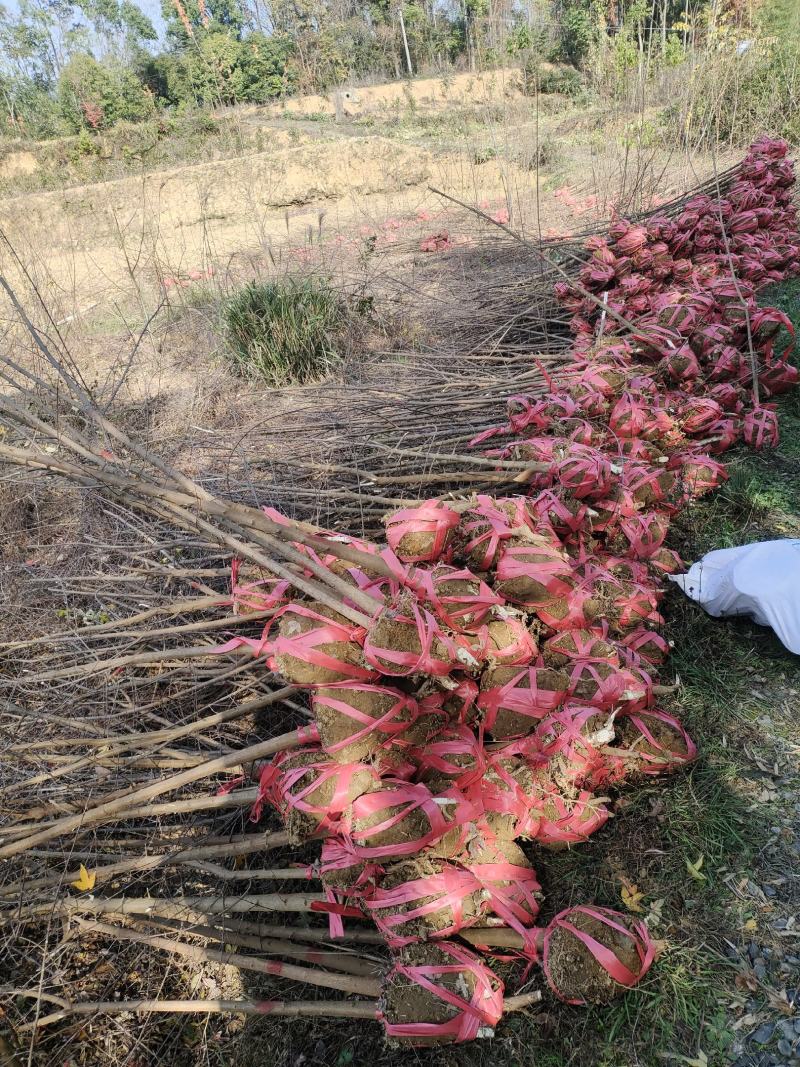 地径两公分以上三角枫