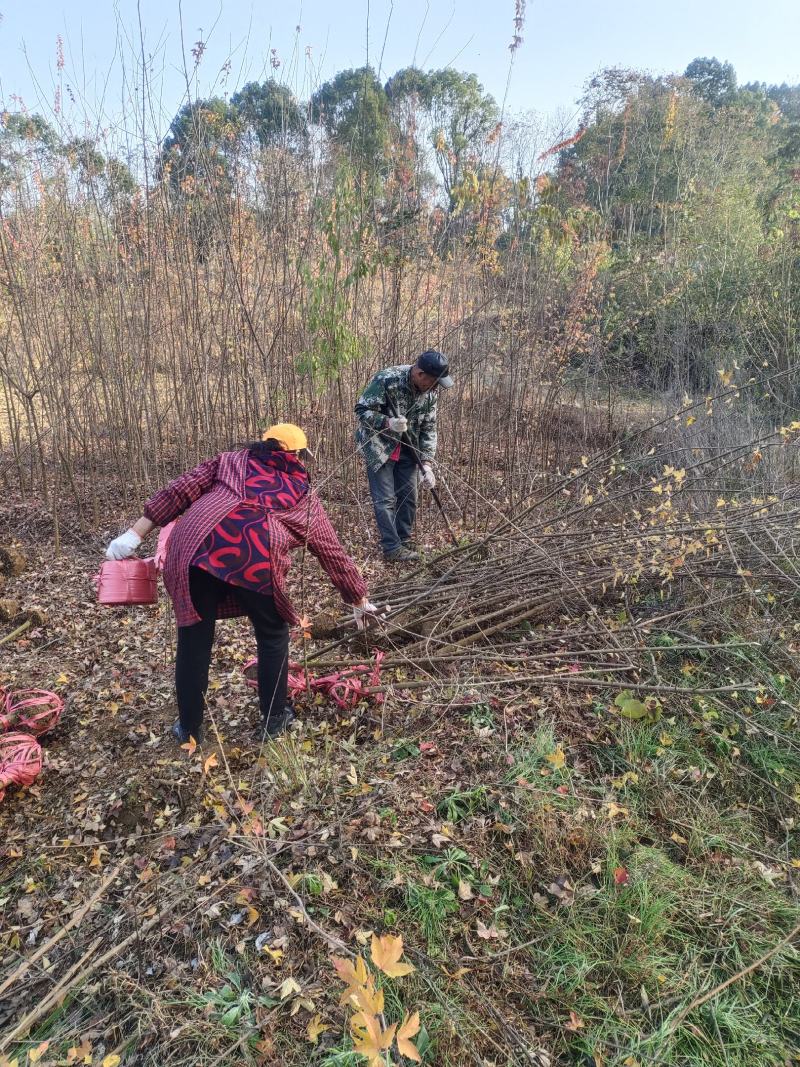 地径两公分以上三角枫