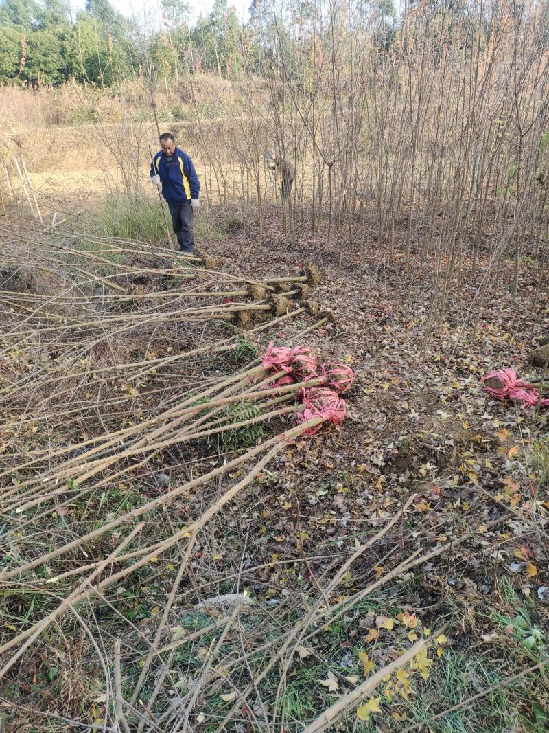 地径两公分以上三角枫