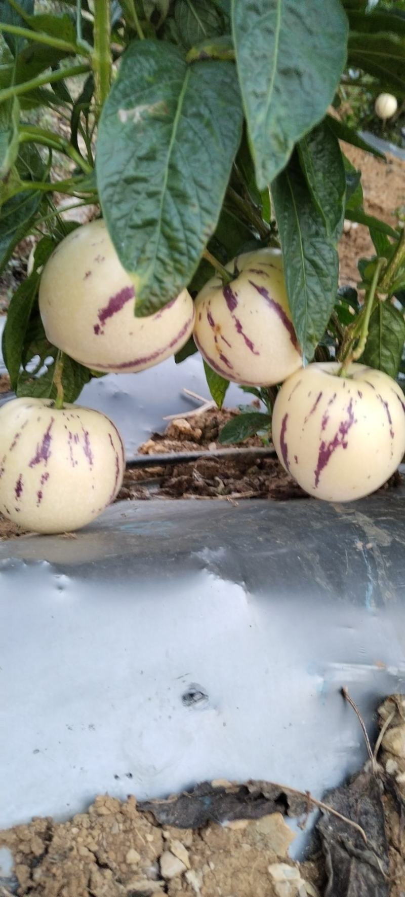 云南反季节人参果大量上市了