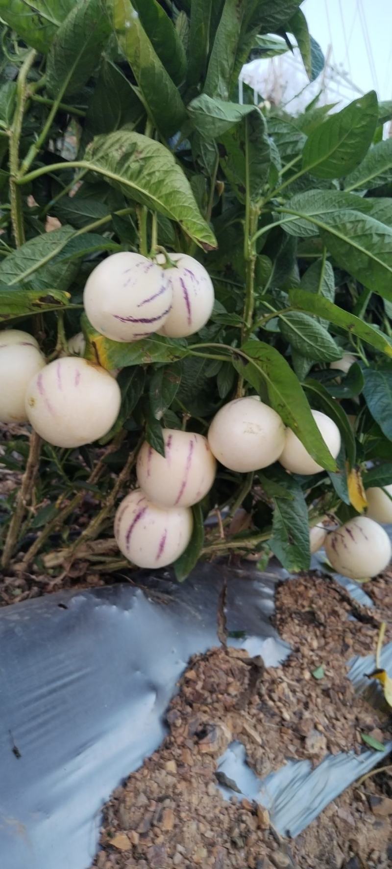 云南反季节人参果大量上市了