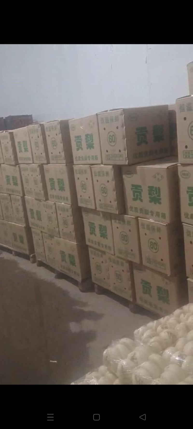 陕西大荔蒲城优质梨产区。高山区白酥梨。