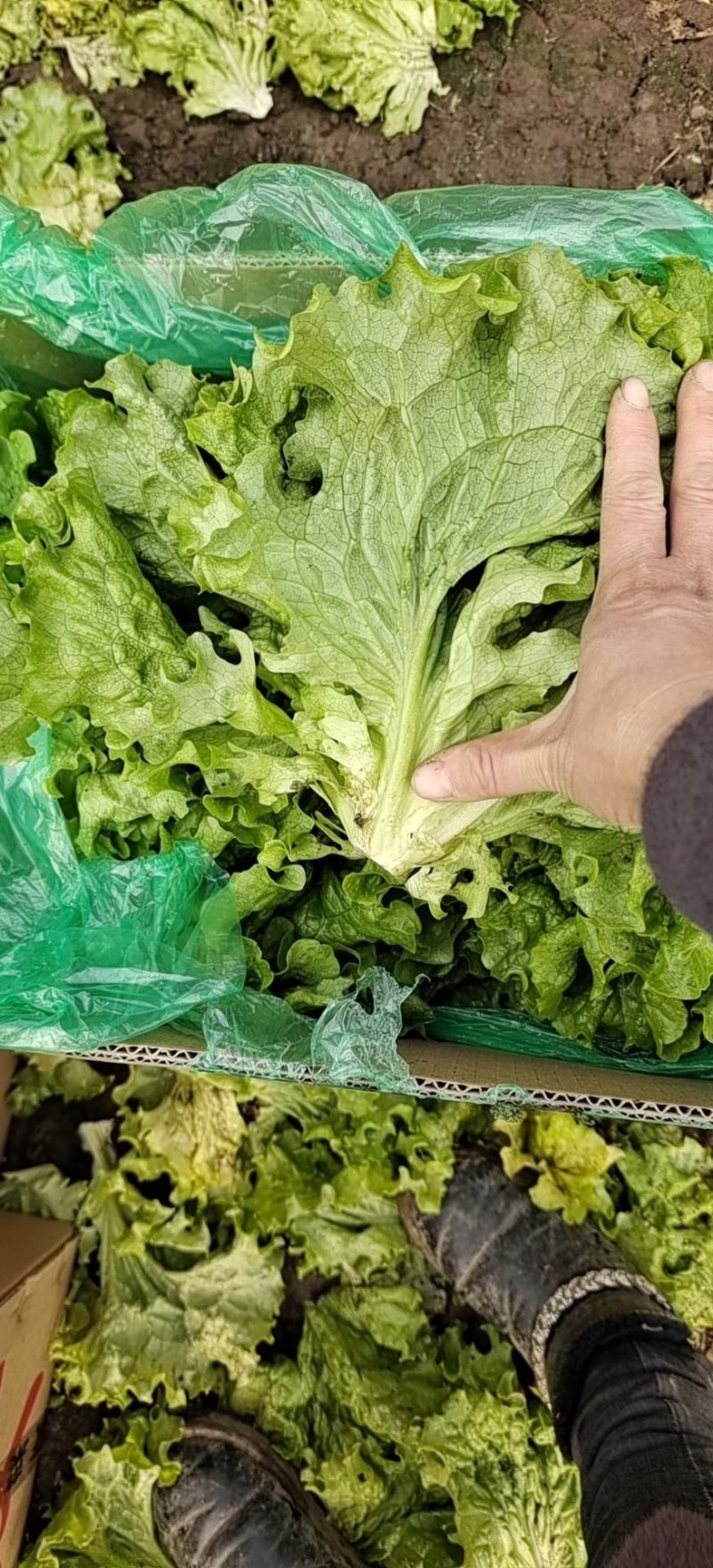 精品生菜，散叶生菜，品质保证，一手货源，全国发货
