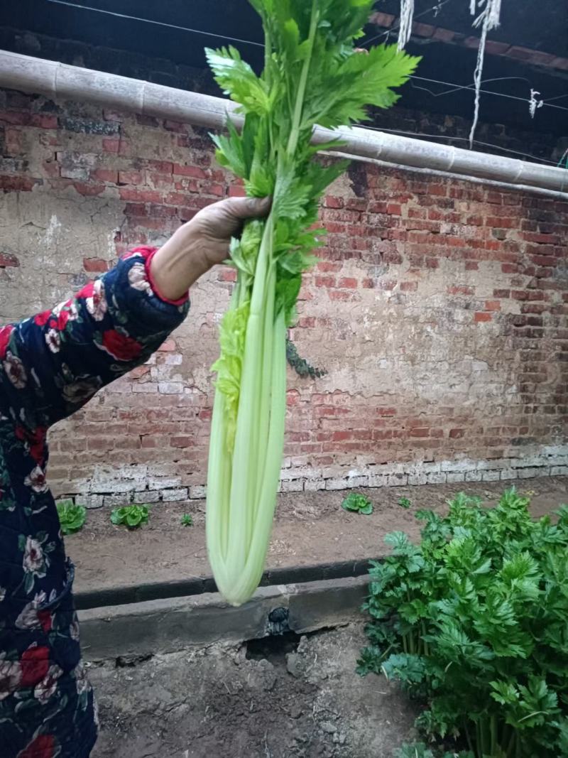 上蔡西芹大量上市