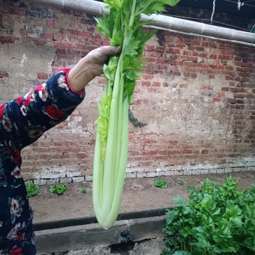 上蔡西芹大量上市