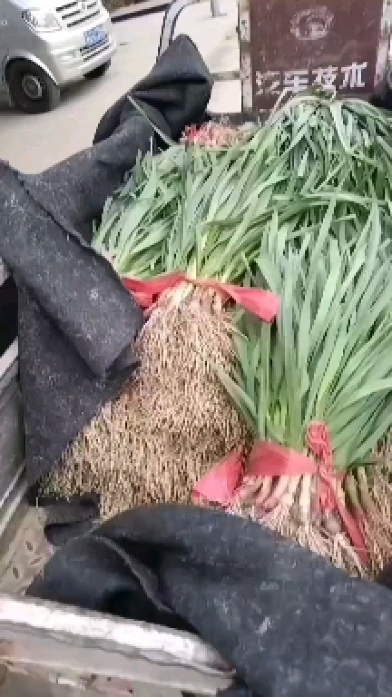 优质蒜苗大量上市质量好，价格低，货源充足，质量保证代发全